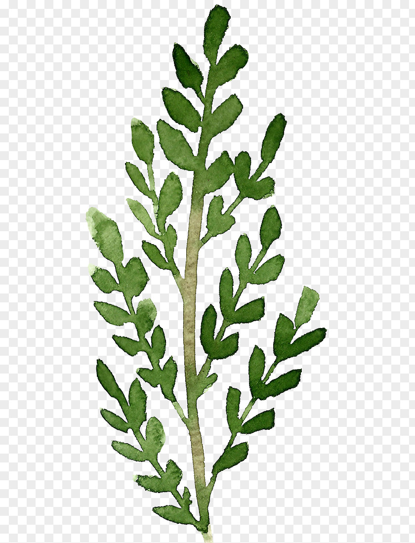 Leaves Leaf Twig Plant Stem PNG