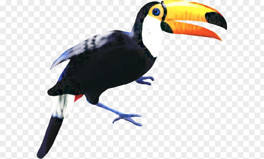 Piciformes Bird Hornbill PNG