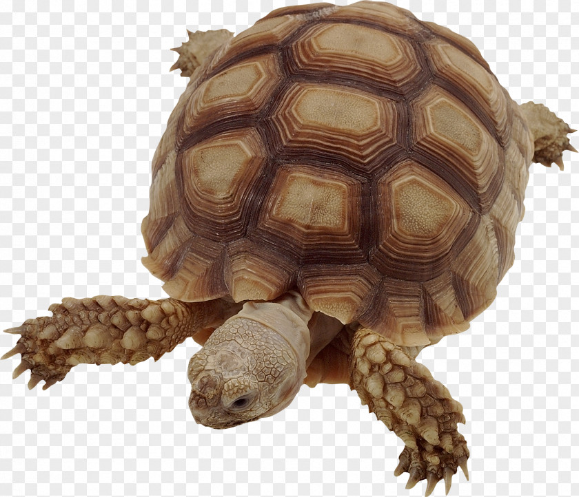 Turtle Box Common Snapping Tortoise Turtles PNG