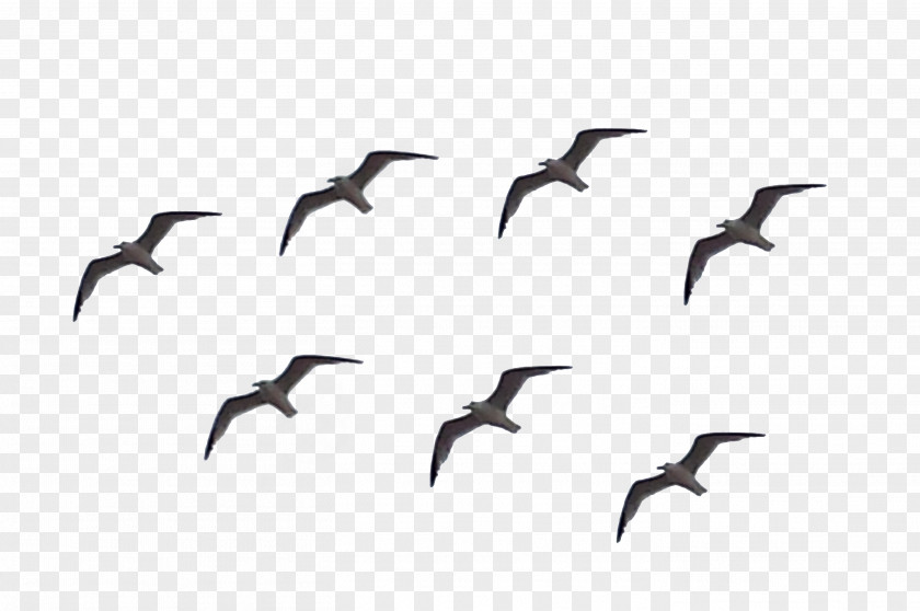 Bird Beak Migration Goose Cygnini PNG