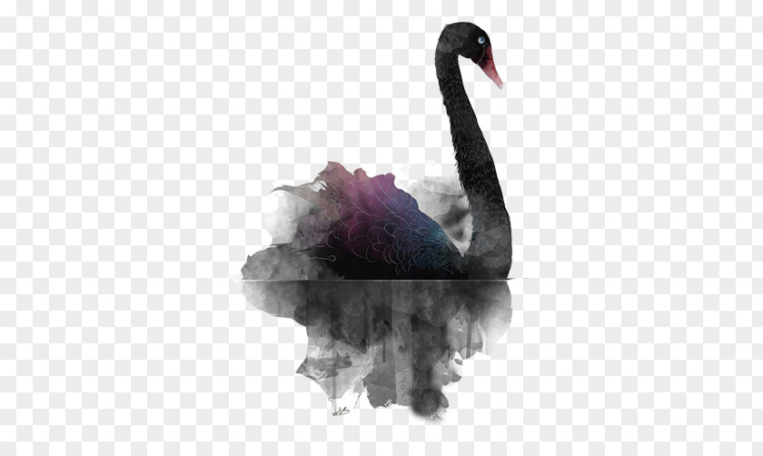 Black Swan Swimming In Ink Theory PNG
