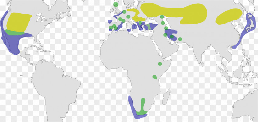 Map Grebes Of The World Black-necked Grebe Little PNG