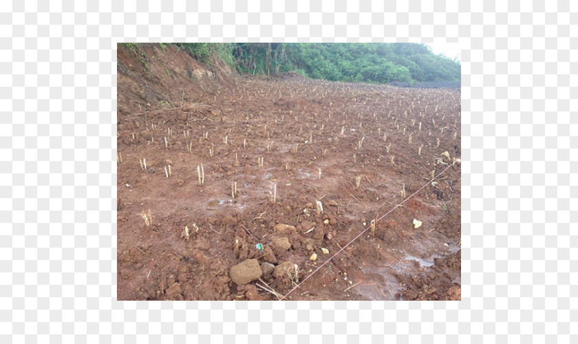 Napier Grass Crop Lawn Fodder Benih PNG