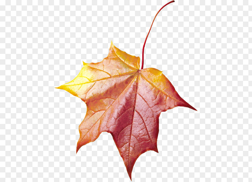 Plane Deciduous Maple Leaf PNG