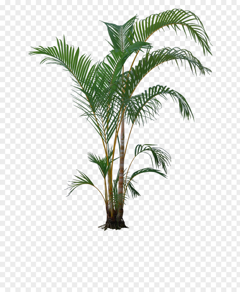 A Coconut Tree Houseplant Bonsai PNG