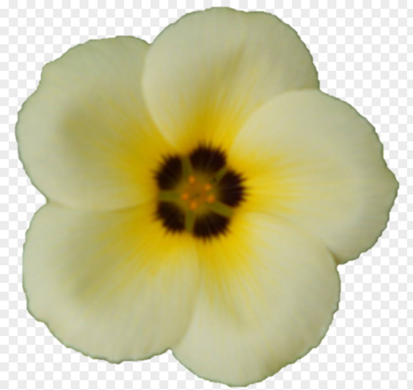 Corn Pansy Petal Herbaceous Plant Plants PNG