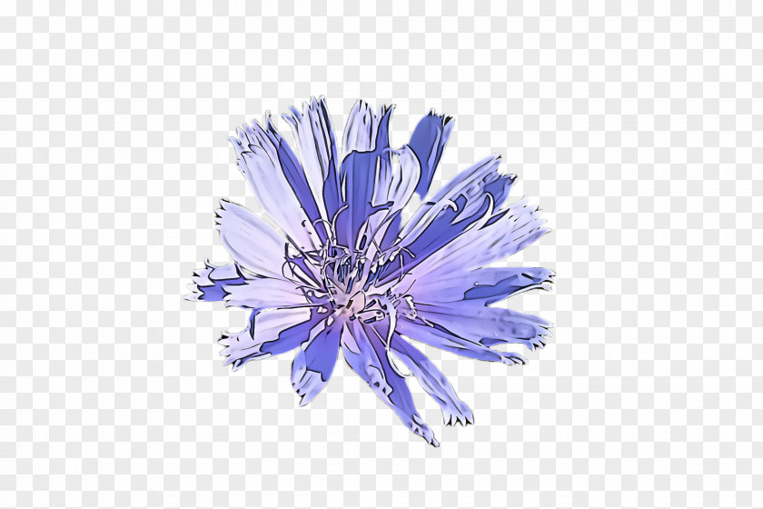 Wildflower Cut Flowers Lavender PNG