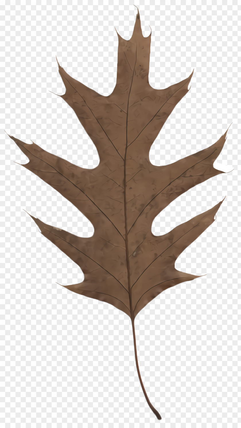 Black Maple Oak Leaf PNG