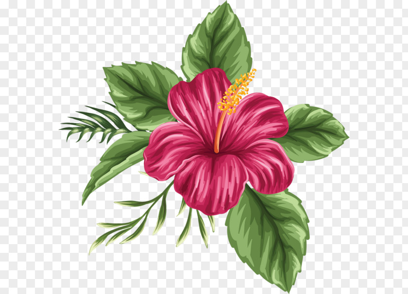 Hand Painted Hibiscus Flower Hawaii Shoeblackplant Drawing Bouquet PNG