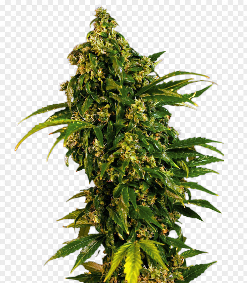 Marijuana White Widow Skunk Cannabis Sativa Seed PNG