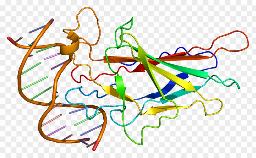 NFATC1 Calcineurin NFAT5 Protein PNG
