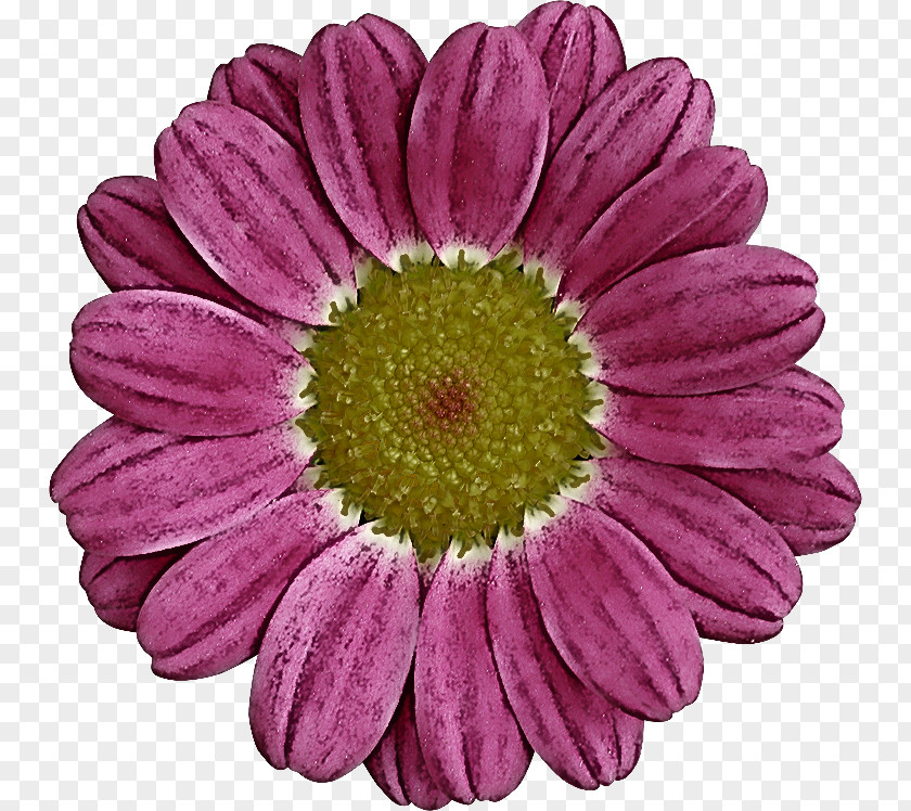 Transvaal Daisy Chrysanthemum Annual Plant Cut Flowers Marguerite PNG