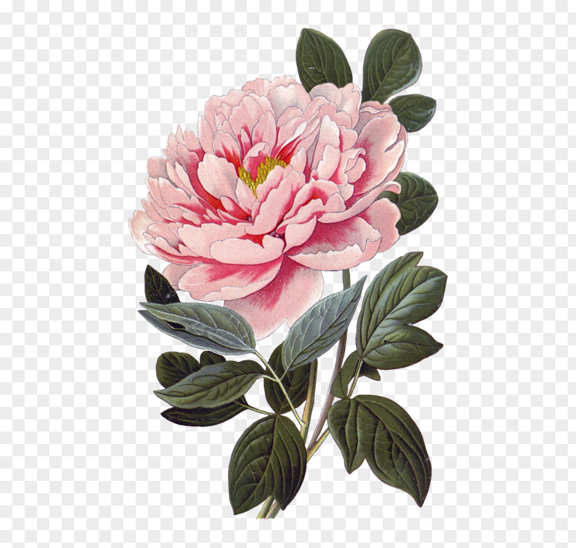 Camellia Rose Order Watercolor Pink Flowers PNG