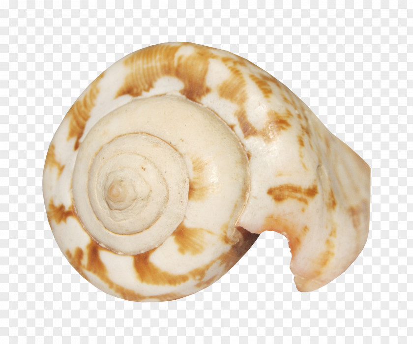 Conch Pattern Seashell Animation Smiley PNG