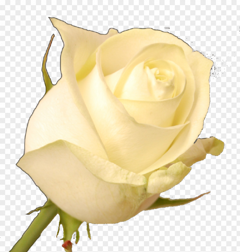 Flores Amarillas Garden Roses Cabbage Rose Floribunda White PNG