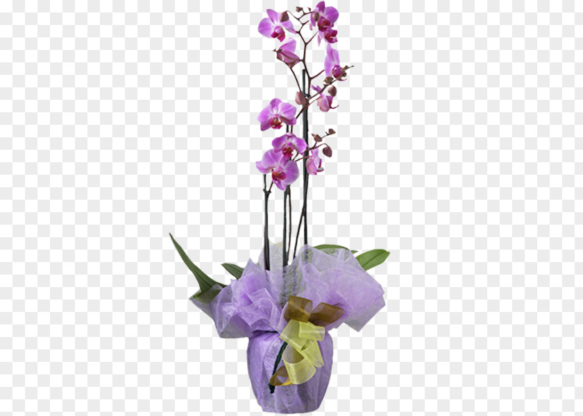 Flower Moth Orchids Plant Dendrobium PNG