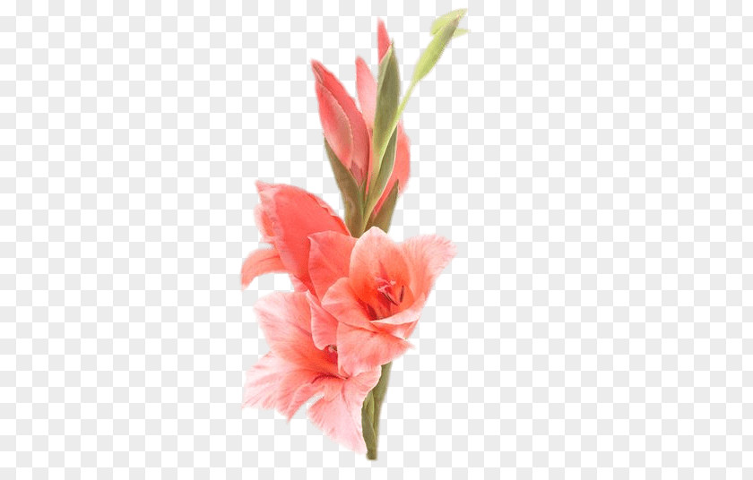 Gladiolus Cut Flowers Bulb Stock Photography PNG