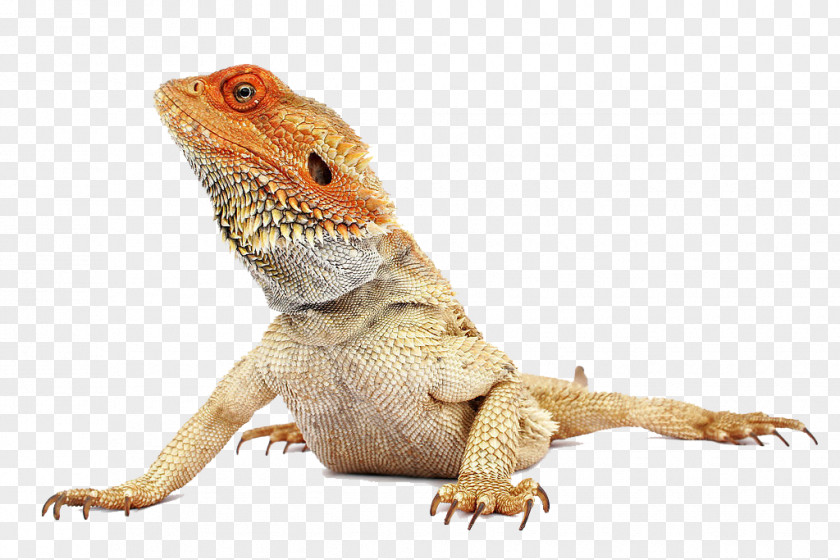 Health Reptile Central Bearded Dragon Pet PNG