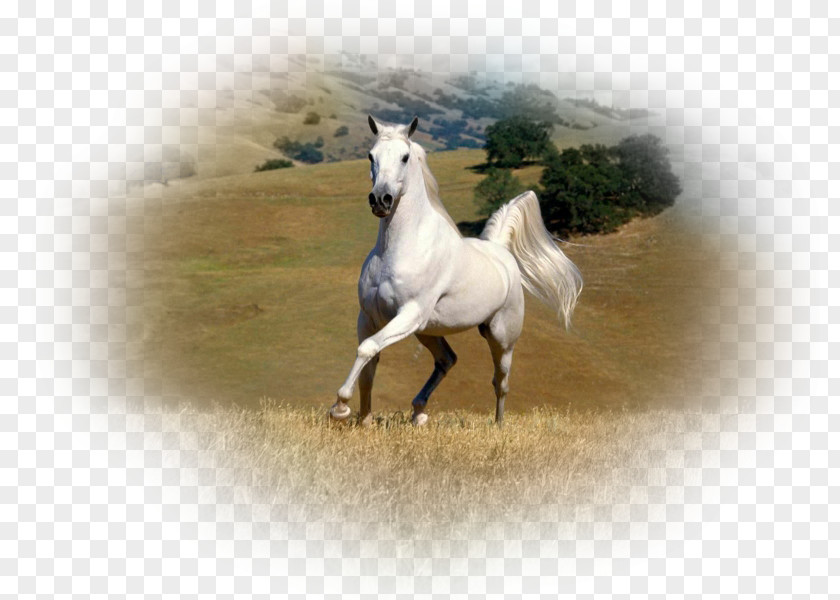 Mustang American Paint Horse Arabian Friesian Stallion PNG