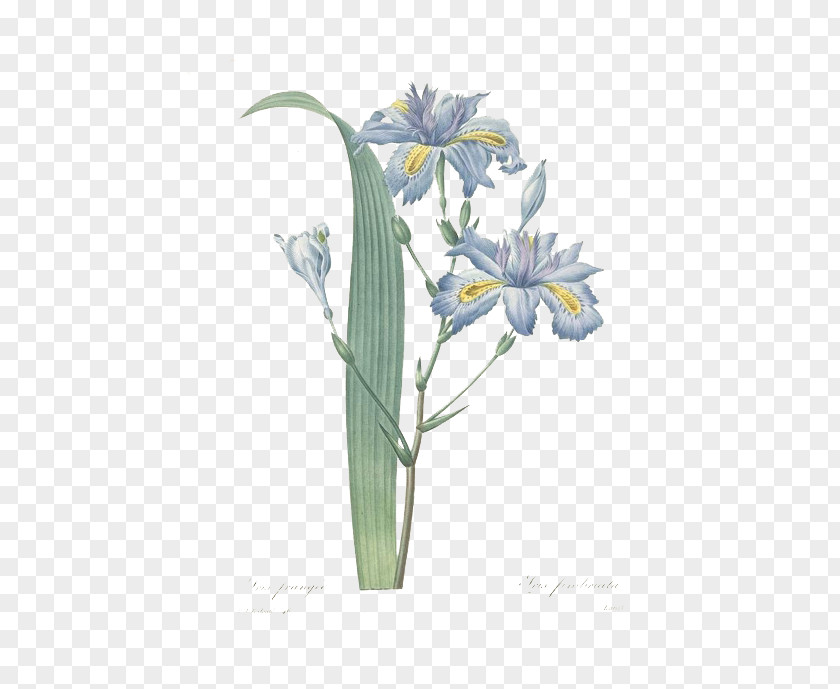 Retro Style Plants Pierre-Joseph Redoutxe9 (1759-1840) Iris Foetidissima Pallida Botanical Illustration Botany PNG