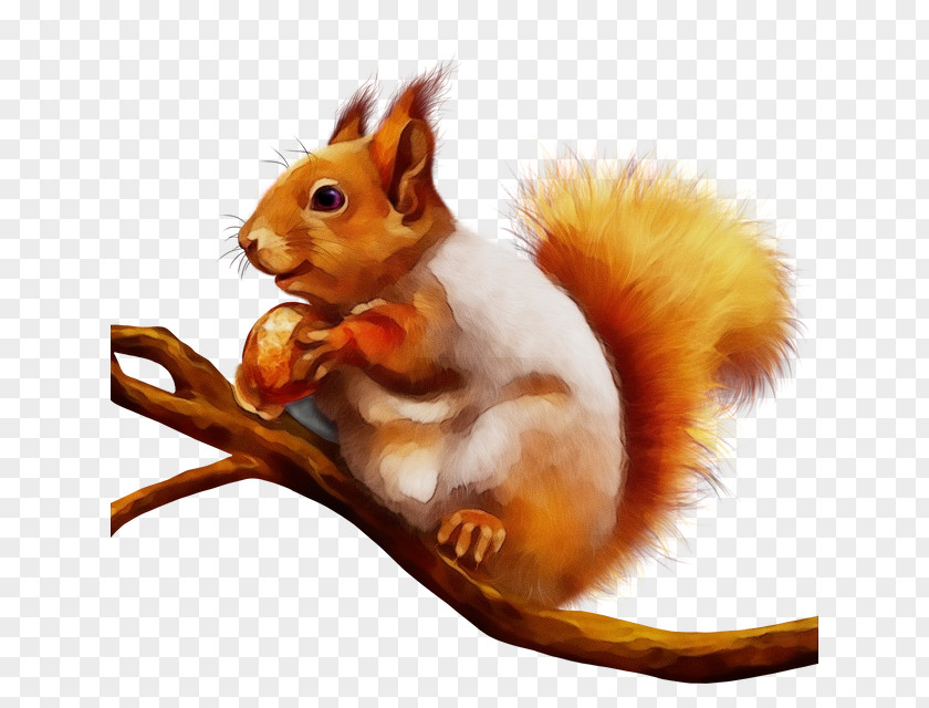 Squirrels Rodents Whiskers Snout Computer Mouse PNG