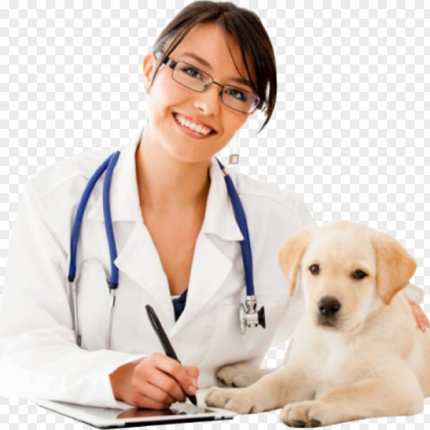 Stethoscope Dog Veterinarian Profession Physician Puppy PNG