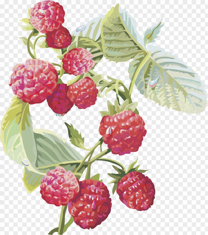 Cranberry Fruit Cherries Frutti Di Bosco Red Raspberry Musk Strawberry PNG