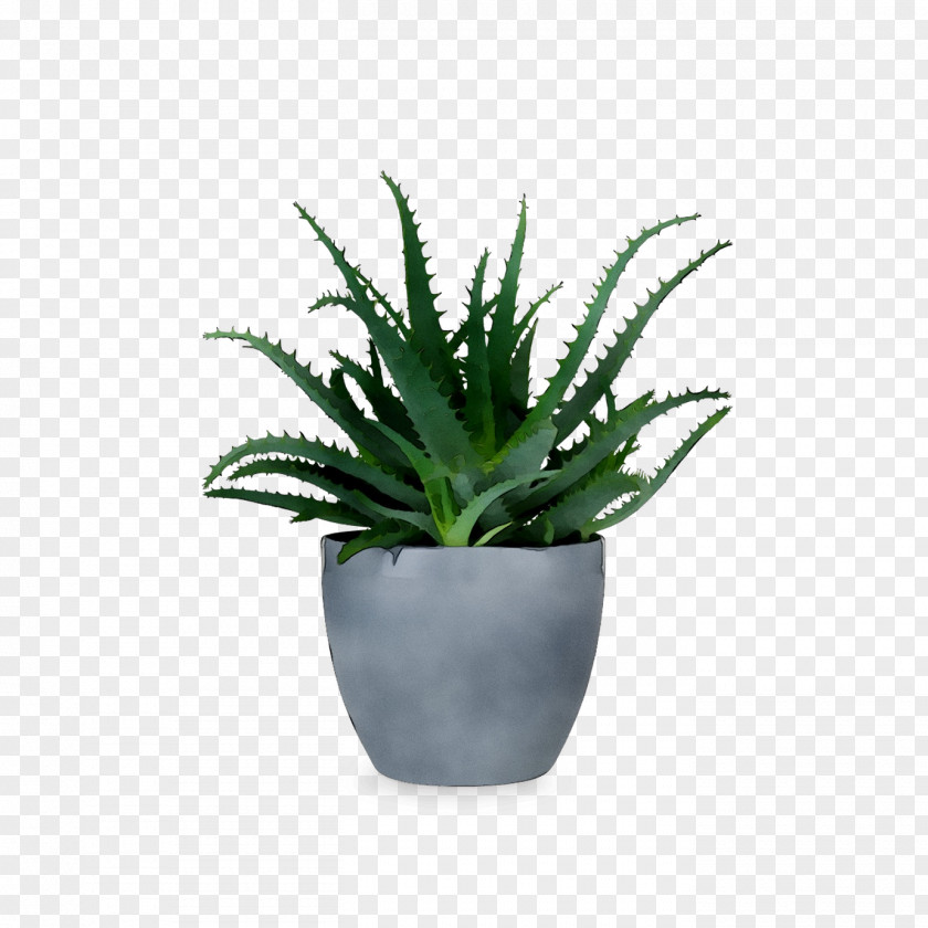Flowerpot Vase Cachepot Succulent Plant Desk PNG