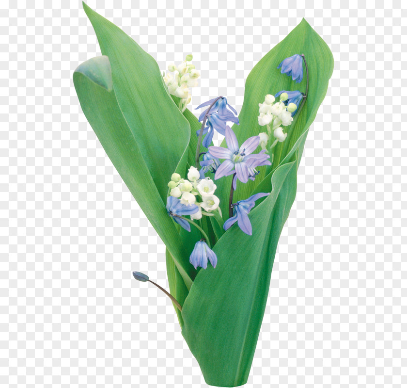 Lily Of The Valley LiveInternet Diary Clip Art PNG