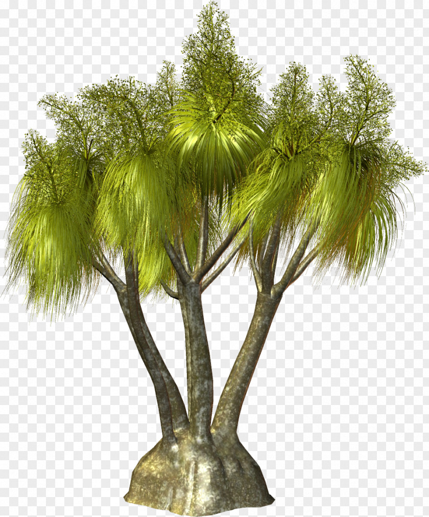 Palm Tree Arecaceae Plant Clip Art PNG