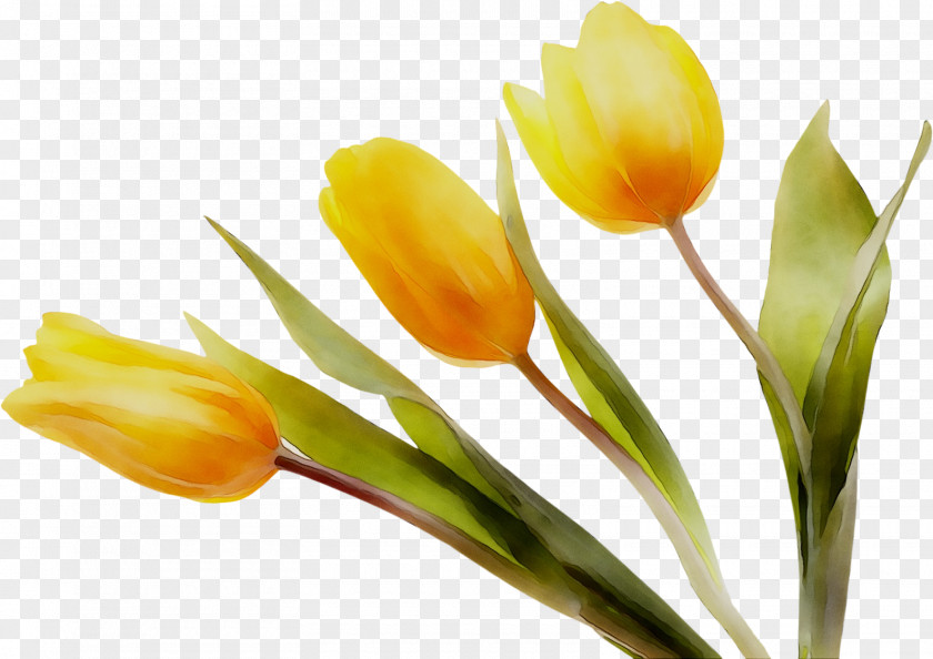 Tulip Yellow Plant Stem Crocus Plants PNG