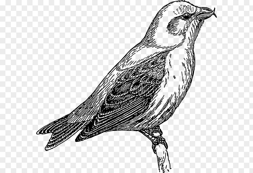 Common Cuckoo Clip Art PNG