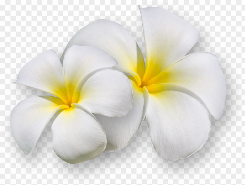 Frangipani Flower Clip Art PNG