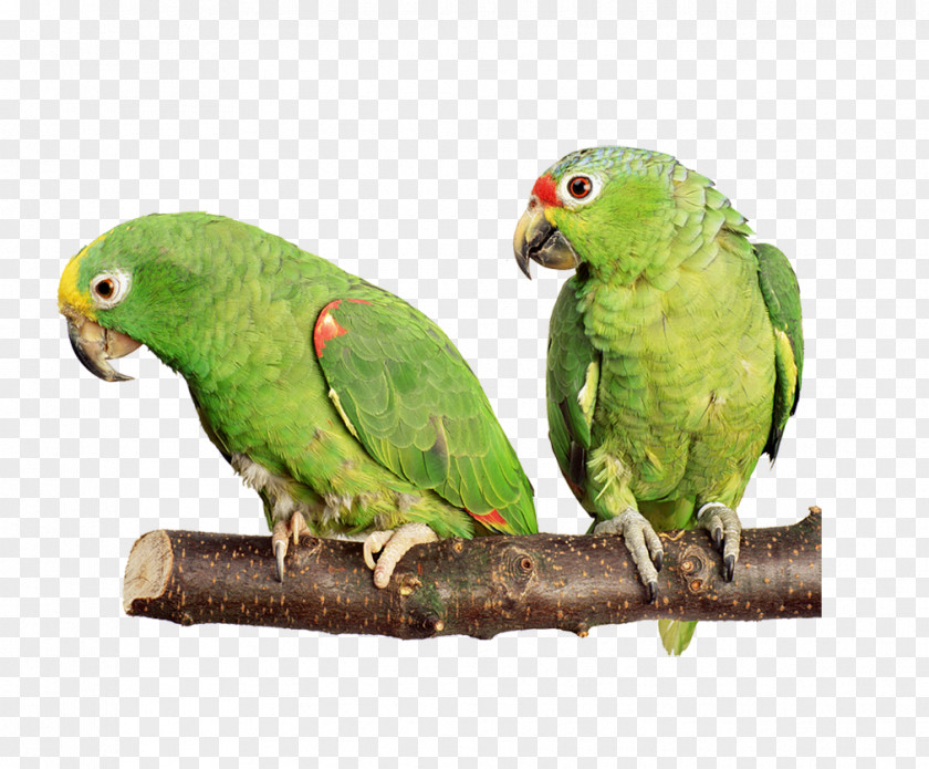 Green Parrot Birdcage Cockatiel Budgerigar Cockatoo PNG
