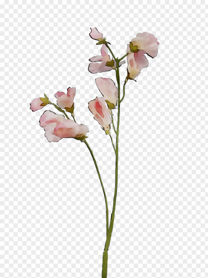 Moth Orchids Cut Flowers Vase Bud Plant Stem PNG