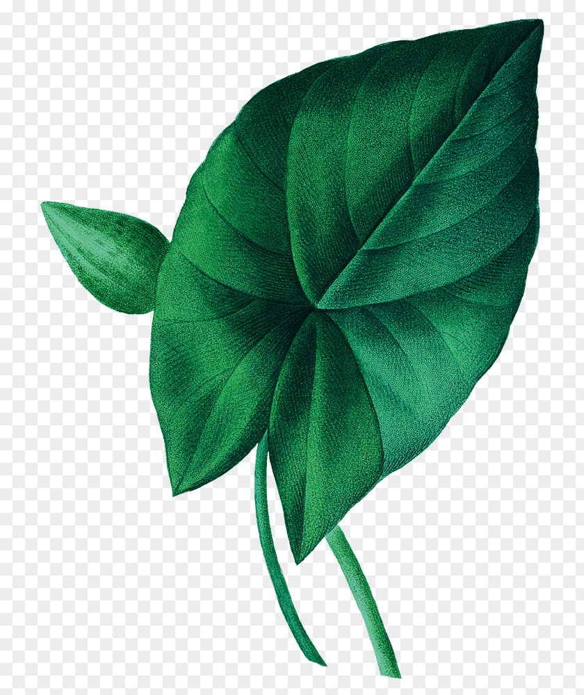 Bartender Petal Green Leaf PNG