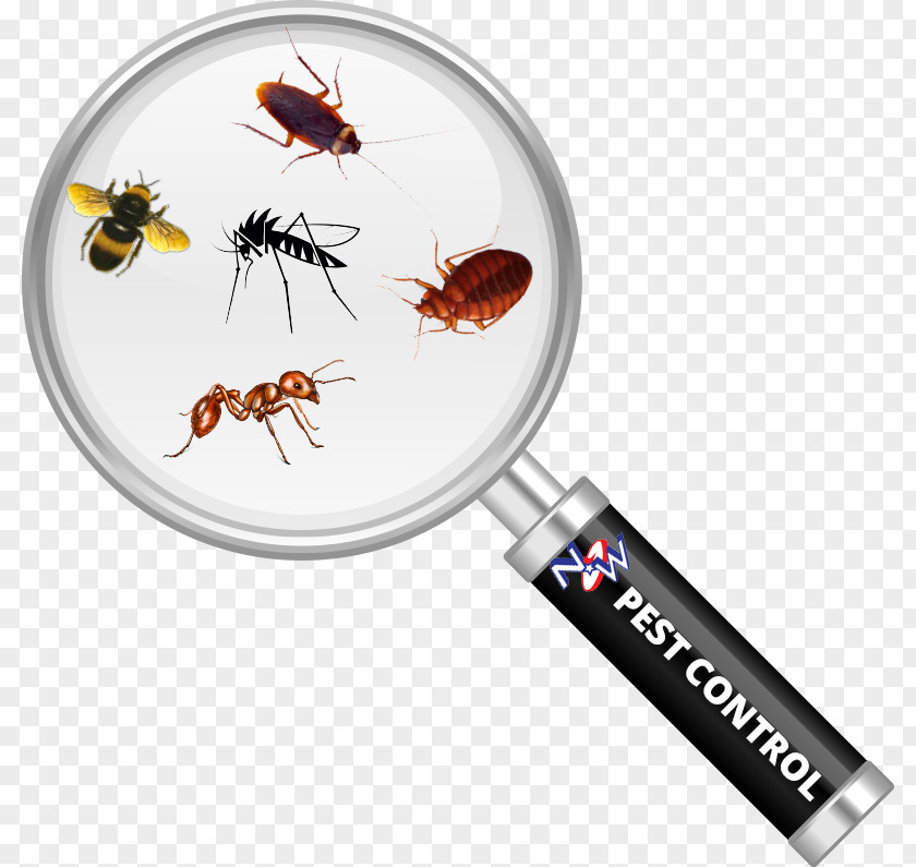 Cockroach Insect Magnifying Glass Pest Control Bed Bug PNG