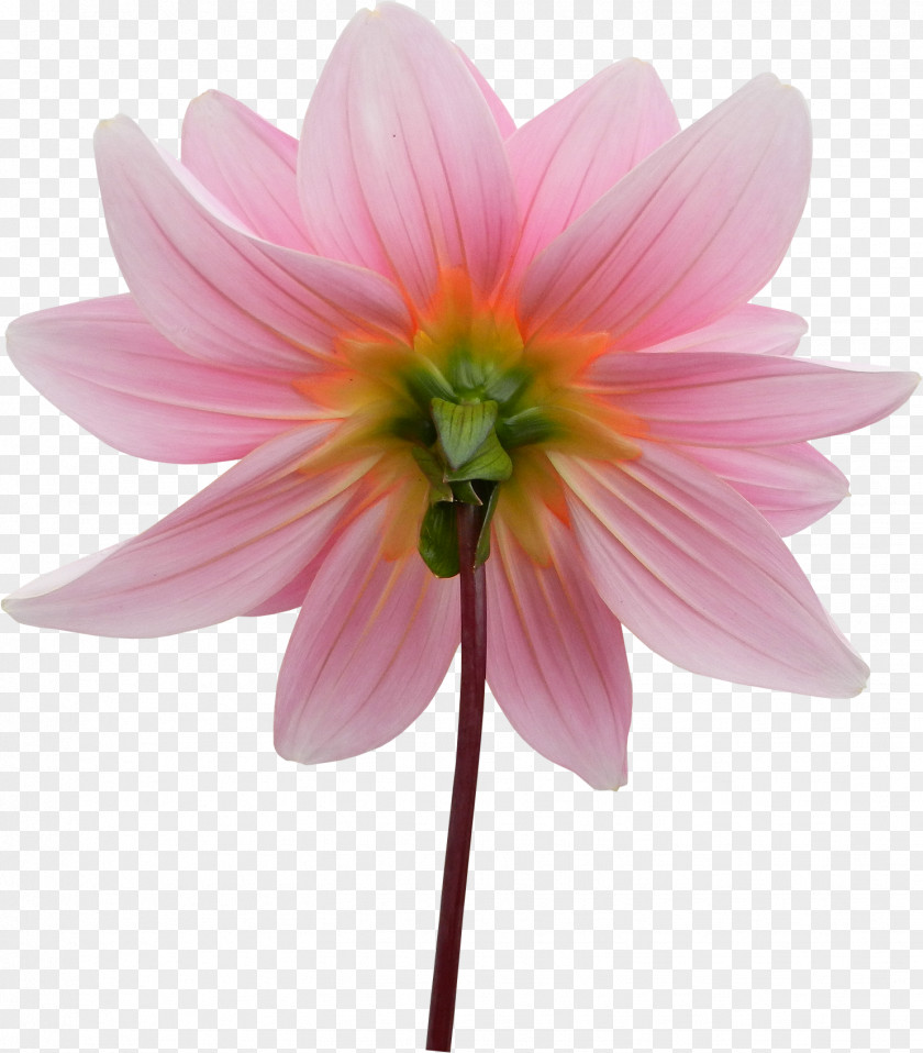 Dahlia JPEG Comparazione Di File Grafici PNG