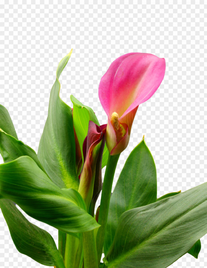 Plant Stem Cut Flowers Bud Canna Lily Of The Incas PNG