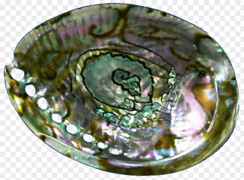 Seashell Abalone Jewellery Oyster Gemstone PNG