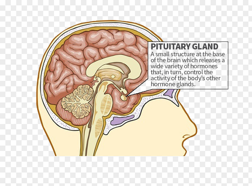 The Pituitary Gland Endocrine Anterior PNG