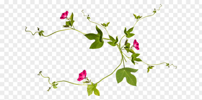 Antique Jewelry Vector Material Antiquity Vine Plant Drawing Flower PNG