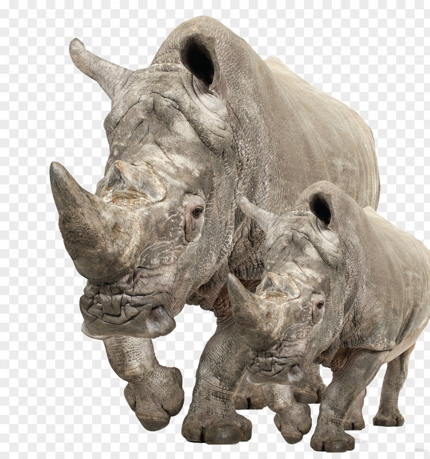 Cute Rhino And His Xiaoxi Niu White Rhinoceros Poster Easel Cardboard PNG