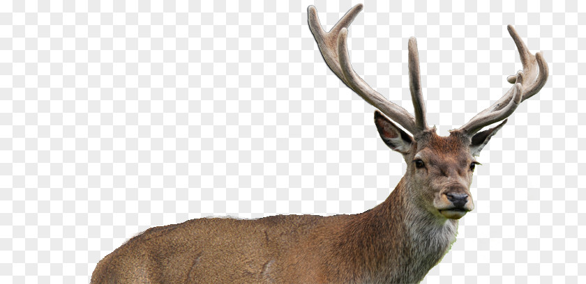 Deer Horn Elk White-tailed DR Ultra Animal PNG