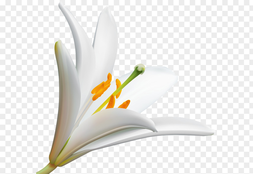 Flower Easter Lily Petal Floral Design Floristry PNG