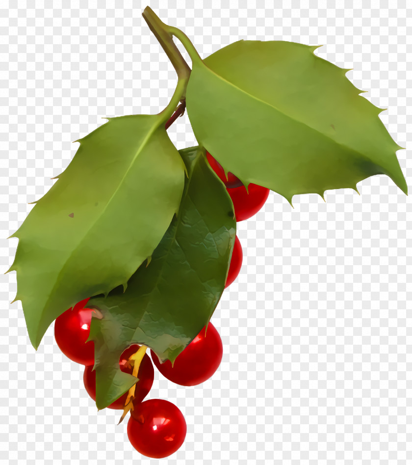 Food Cherry Christmas Holly Ilex PNG