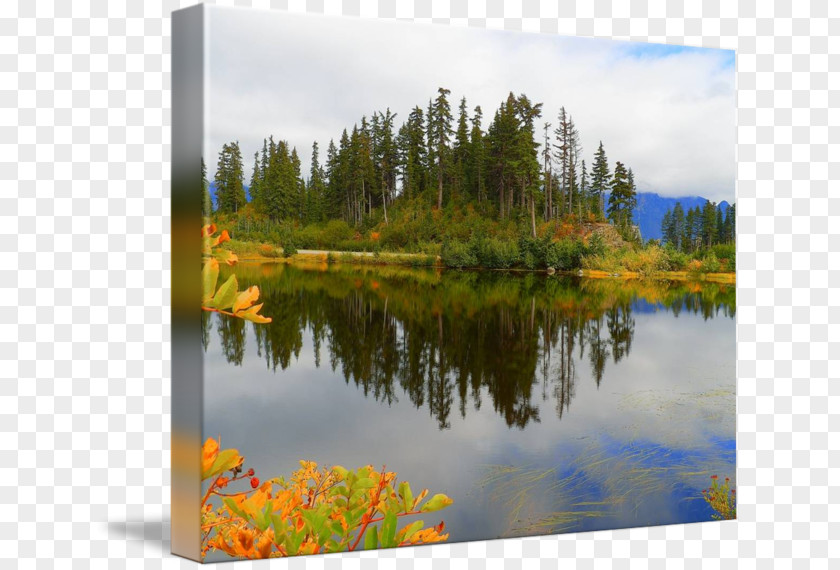 Leaf Water Resources Pond Gallery Wrap Ecosystem Canvas PNG