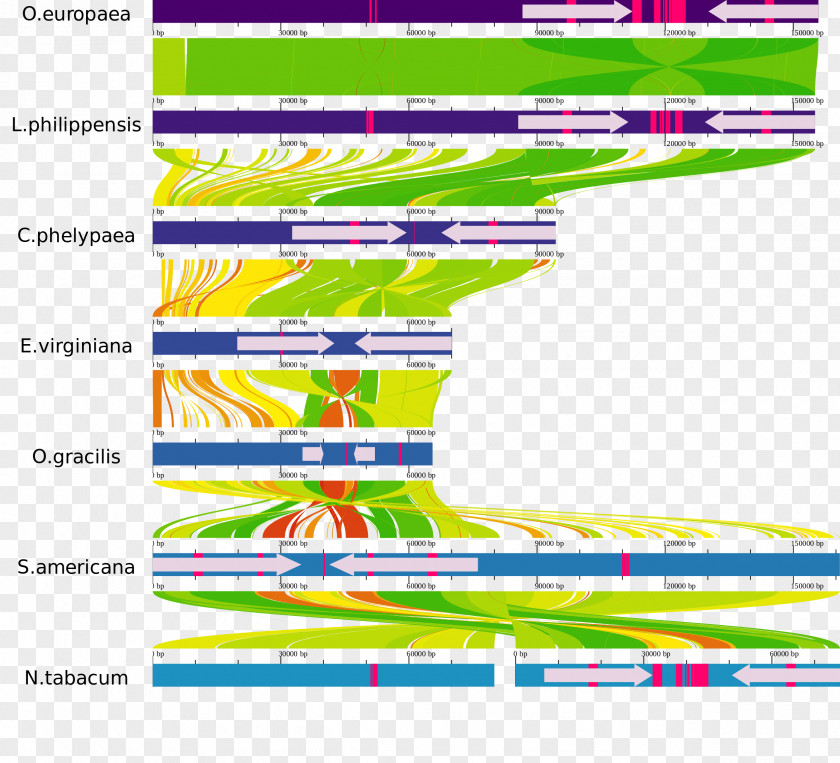 New Label Parasitic Plant Genome Sequence Alignment Phylogenetic Tree PNG