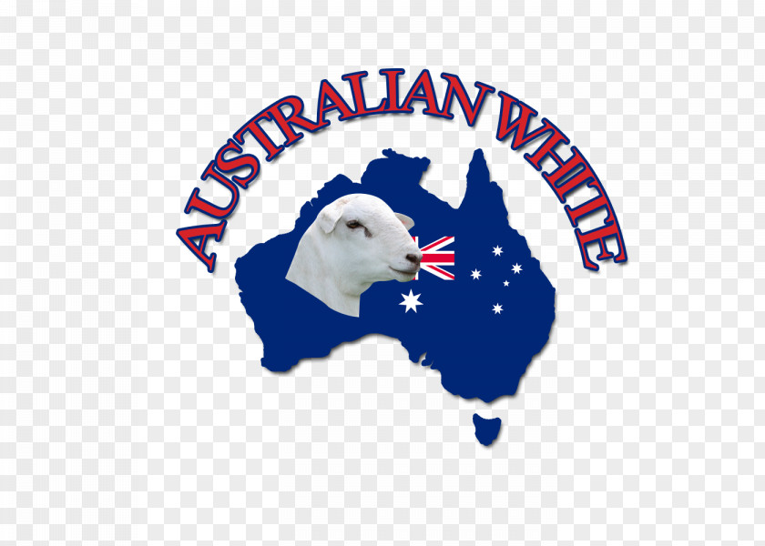 Sheep Australian White Wiltipoll Merino Dorper Breed PNG