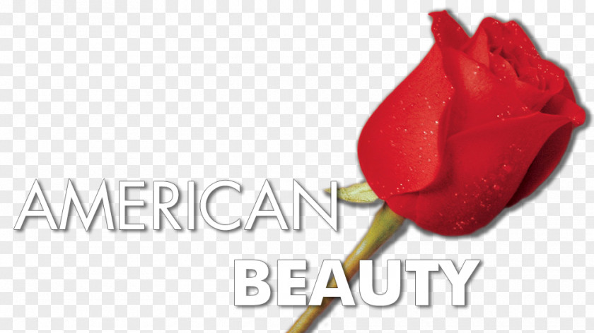 American Beauty Garden Roses 0 Cut Flowers Fan Art PNG